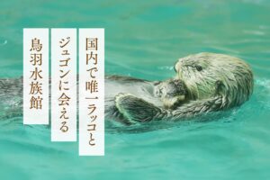 国内で唯一ラッコとジュゴンに会える鳥羽水族館
