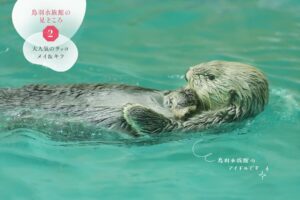 国内唯一出会えるラッコ「メイ&キラ」