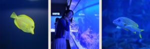 希少なラッコとジュゴンに会える鳥羽水族館