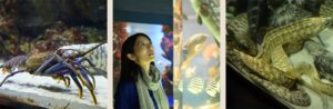 希少なラッコとジュゴンに会える鳥羽水族館