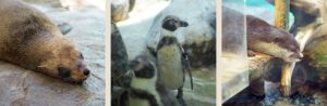 アシカやペンギン、カワウソを間近で観察できるエリア
